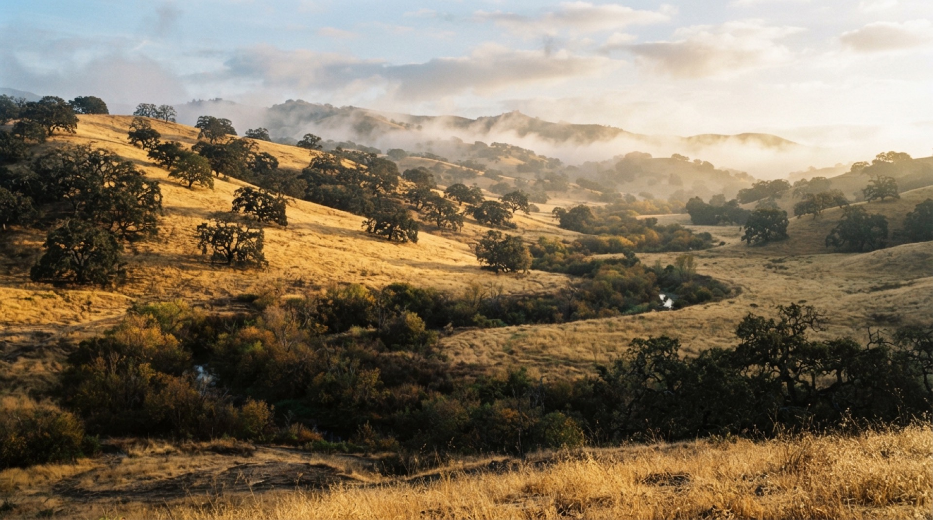 The Los Berros valley: oak hills, a creek line of willows, morning fog