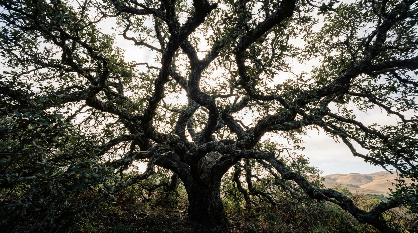 The canopy of an old coast live oak